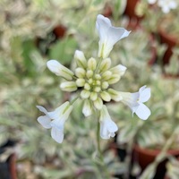 Arabis procurrens 'Variegata'